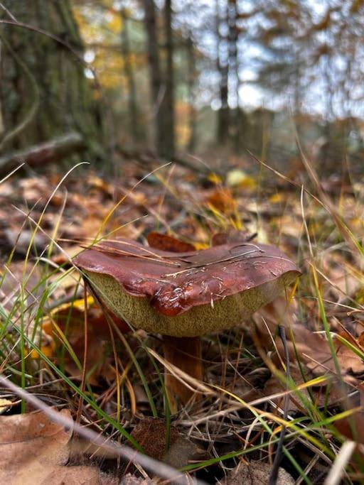 Dom Male Mazury Villa Drozdowo Eksteriør bilde